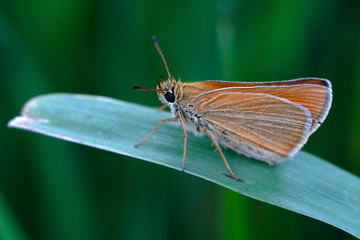 butterfly, insect, nature, flower, macro, summer, green, wings, orange, animal, wildlife, beautiful, beauty, plant, wing, spring, closeup, fly, garden, small, leaf, color, close-up, natural, grass