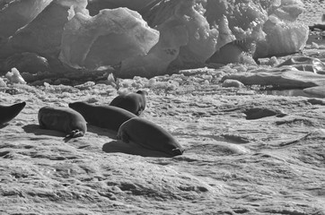 Melting Iceberg Backing Ice Shelf with Pool and Resting Seals in Antarctica in Black and White