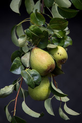 Pear fruit isolated on a tree with green leaves.