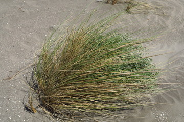 touffe d'herbes dans le sable