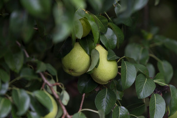 Pear fruit isolated on a tree with green leaves.