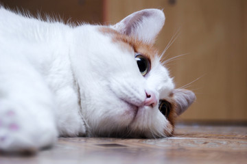 white cat with red spots sits and looks in side. home beautiful cat with green eyes