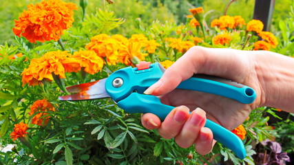 Woman's hand holds a blue pruner in the garden. A young girl cuts flowers in pots on the balcony. Bright orange and yellow marigolds (Tagetes) bloom in late summer. Concept: floriculture, gardening.