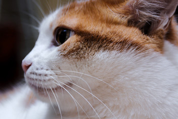 white cat with red spots sits and looks in side. home beautiful cat with green eyes