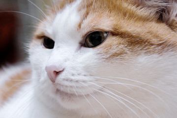 white cat with red spots sits and looks in side. home beautiful cat with green eyes
