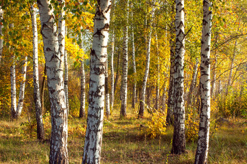 Birch Grove autumn sunny day landscape