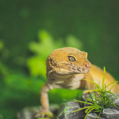 Lizard on green background