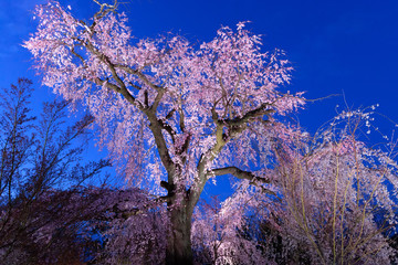 Pink cherry tree full bloom