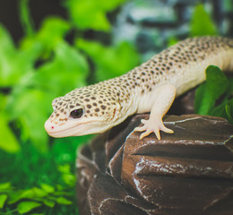 lizard on rock