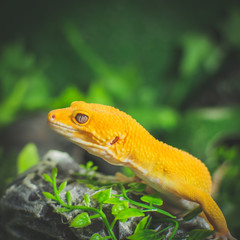 Orange lizard on rock