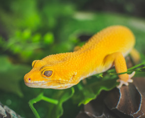 Orange lizard on green background