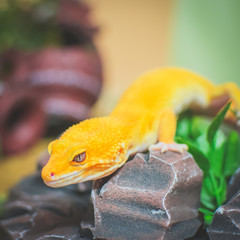 Orange lizardd on rock