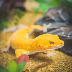 Orange lizard in desert