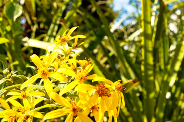 Vargem Alta x Bom Jardim