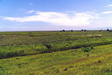 Obraz premium 草原と青空 風景