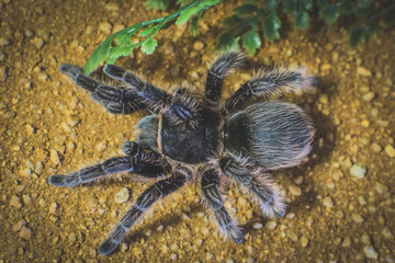 Spider on sand