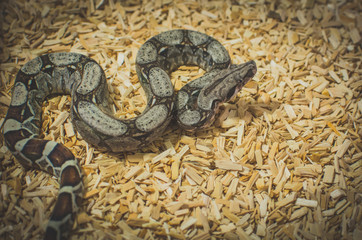 imperial boa close up