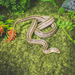 snake on the grass