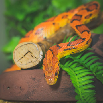 closeup of snake