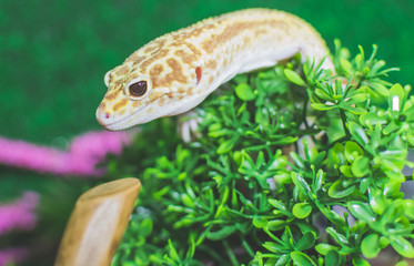 Lizard close up