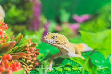 Yellow lizard on grass with flowers