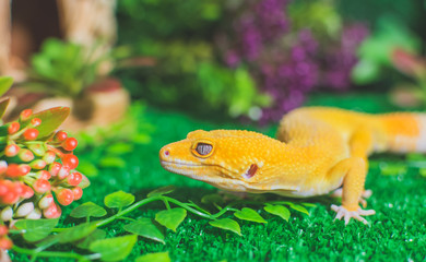 Orange lizard on grass