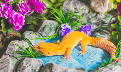 Orange lizard in pond