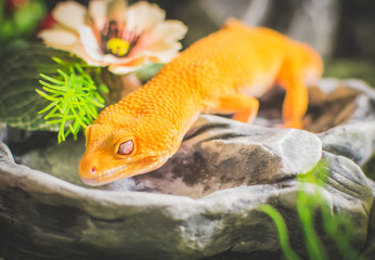 Orange lizard on rock