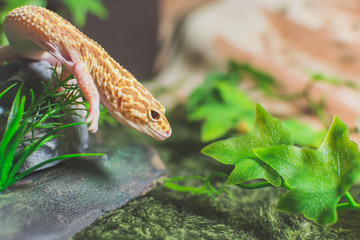 Lizard on decoration with leaf