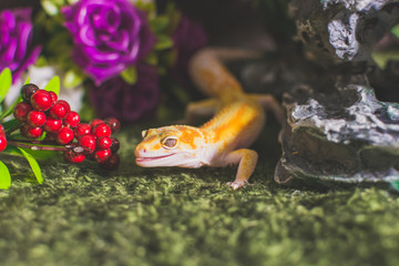 Lizard with berryes