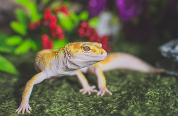 Lizard on fake grass