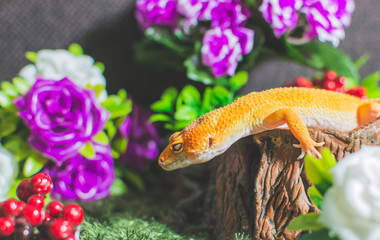 Lizard with flowers