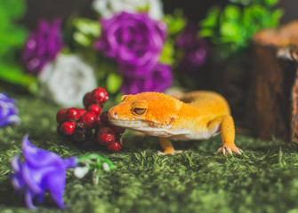 Lizard on fake grass