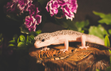 Lizard with flowers