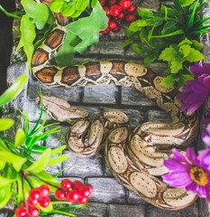 Snake with flowers