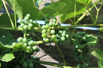 Bunches of green grapes on the background of a wooden fence.
