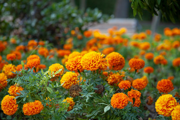 natural yellow carnation flower bed