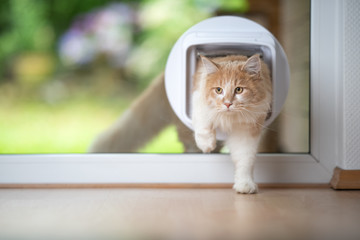 young cream tabby ginger maine coon cat coming into living room passing through cat flap looking to...