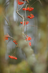 Rowanberries hanging from branch in autumn