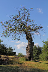 vecchia quercia, quasi una scultura naturale