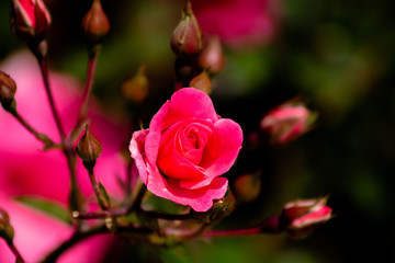 pink rose in the garden