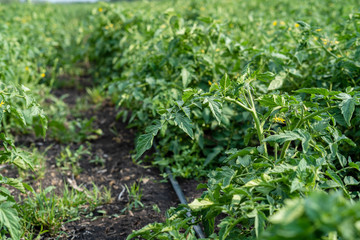 Flowering Tomatoes Closeup on Summer Field Healthy Eating