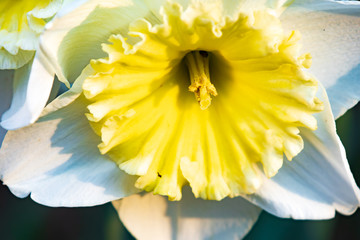 Daffodil close-up