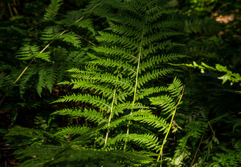 Fern leaf detail in the contrast light