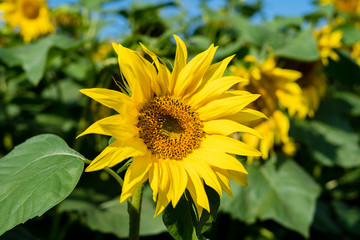 Sunflower blooming. Close-up of sunflower background natural