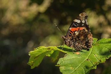 Side view of red admiral butterfly with orange, white, black and brown closed wings sitting on green leaf on a sunny summer day. Blurry dark background.