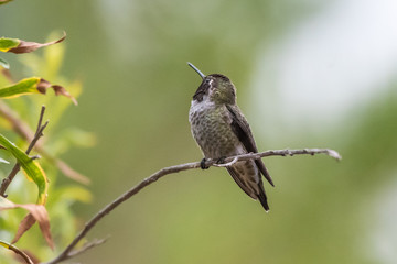 Fototapeta premium Cute Anna's Hummingbird perched on branch while tuning head around to look behind in forest.