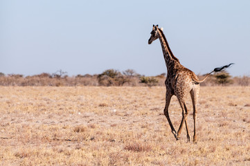 Closeup of a Galloping Giraffe on the plains of Etosha National Park, in Northern Namibia.