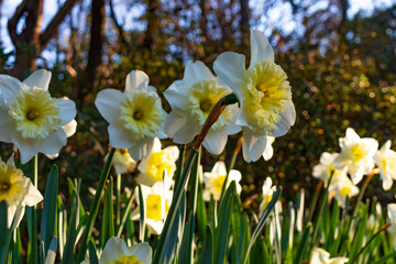 Fototapeta premium Daffodil field