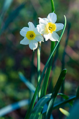 Obraz premium Daffodils close-up